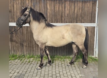 Konik, Caballo castrado, 7 años, 135 cm, Bayo