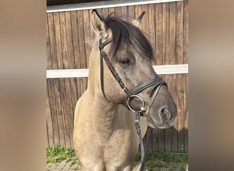 Konik, Caballo castrado, 7 años, 135 cm, Bayo