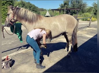 Konik, Caballo castrado, 8 años, 127 cm, Bayo