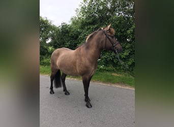 Konik, Caballo castrado, 8 años, 139 cm, Bayo