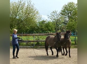 Konik, Caballo castrado, 8 años, 139 cm, Bayo