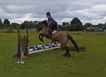 Konik, Caballo castrado, 8 años, 139 cm, Bayo