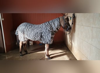 Konik, Caballo castrado, 9 años, 130 cm, Musgo