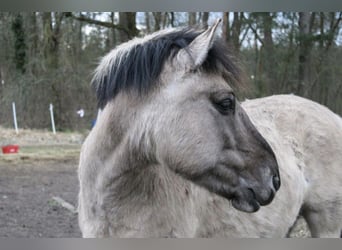 Konik, Caballo castrado, 9 años, 142 cm, Bayo