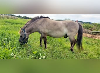 Konik, Castrone, 12 Anni, 130 cm, Falbo
