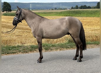 Konik, Castrone, 3 Anni, 135 cm, Falbo