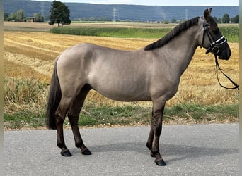 Konik, Castrone, 3 Anni, 135 cm, Falbo