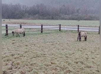 Konik, Castrone, 3 Anni, 140 cm, Falbo