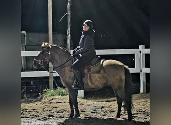 Konik, Castrone, 3 Anni, 141 cm, Falbo