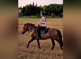 Konik, Castrone, 3 Anni, 141 cm, Falbo