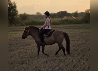 Konik, Castrone, 3 Anni, 141 cm, Falbo