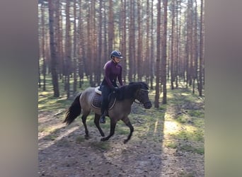 Konik, Castrone, 3 Anni, 142 cm, Falbo