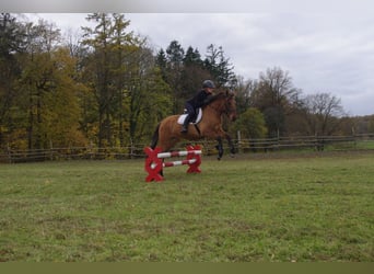 Konik, Castrone, 3 Anni, 142 cm, Red dun