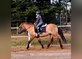 Konik, Castrone, 3 Anni, 145 cm, Falbo