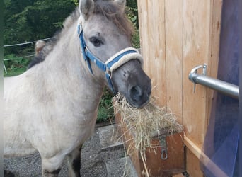 Konik Mix, Castrone, 4 Anni, 120 cm