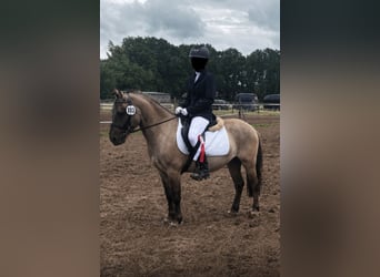 Konik, Castrone, 4 Anni, 130 cm