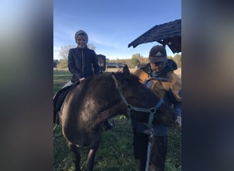 Konik, Castrone, 4 Anni, 130 cm