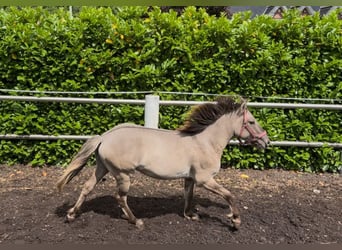 Konik, Castrone, 4 Anni, 133 cm, Falbo