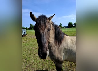 Konik, Castrone, 4 Anni, 135 cm