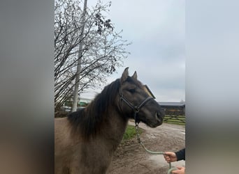 Konik, Castrone, 4 Anni, 139 cm, Grullo