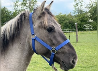 Konik, Castrone, 4 Anni, 142 cm, Falbo