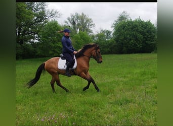 Konik, Castrone, 4 Anni, 142 cm, Falbo