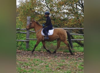 Konik, Castrone, 4 Anni, 142 cm, Falbo