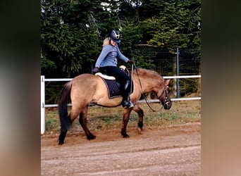 Konik, Castrone, 4 Anni, 145 cm, Falbo