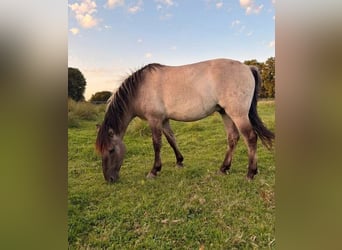 Konik, Castrone, 4 Anni, Falbo