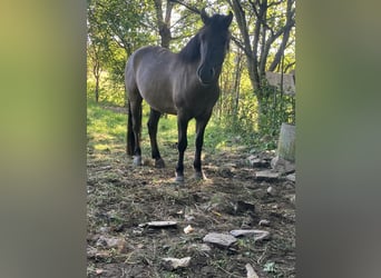Konik, Castrone, 5 Anni, 140 cm, Falbo