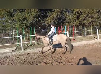 Konik, Castrone, 5 Anni, 141 cm, Falbo