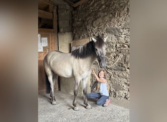 Konik, Castrone, 6 Anni, 130 cm, Falbo