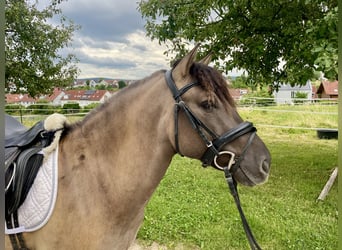 Konik, Castrone, 6 Anni, 135 cm, Falbo