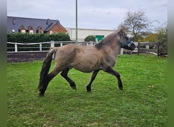 Konik, Castrone, 6 Anni, 135 cm, Falbo