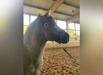 Konik, Castrone, 6 Anni, 135 cm, Grullo