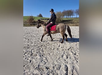 Konik, Castrone, 6 Anni, 145 cm, Overo-tutti i colori