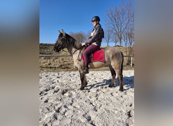 Konik, Castrone, 6 Anni, 145 cm, Overo-tutti i colori
