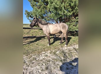Konik, Castrone, 6 Anni, 145 cm, Overo-tutti i colori