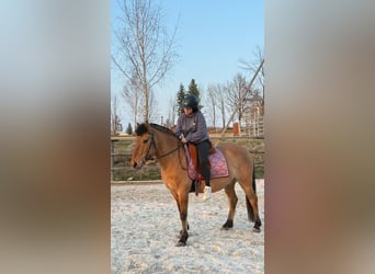 Konik, Castrone, 6 Anni, 145 cm, Red dun
