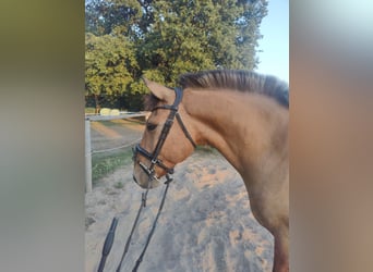 Konik, Castrone, 6 Anni, 145 cm, Red dun