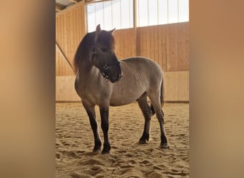 Konik, Castrone, 7 Anni, 140 cm, Falbo