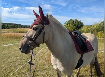 Konik, Castrone, 7 Anni, 142 cm, Falbo