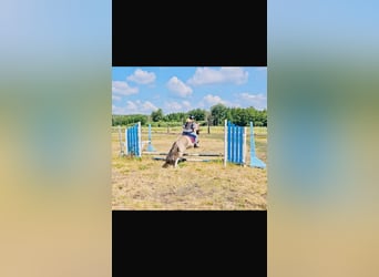 Konik, Castrone, 8 Anni, 127 cm, Falbo