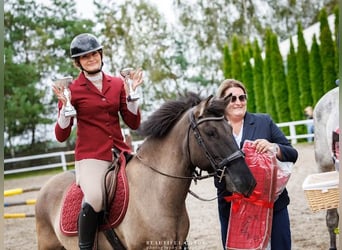 Konik, Castrone, 8 Anni, 138 cm, Falbo