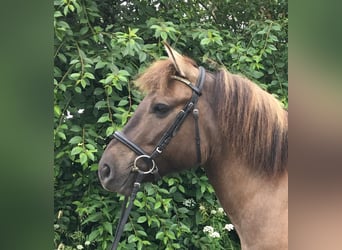 Konik, Castrone, 8 Anni, 139 cm, Falbo