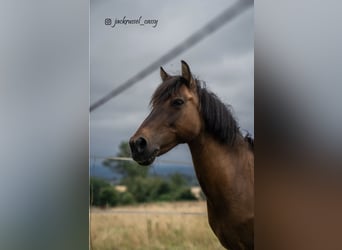 Konik dulmeński, Klacz, 16 lat, 120 cm, Gniada