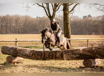Konik dulmeński, Ogier, 10 lat, 138 cm, Bułana