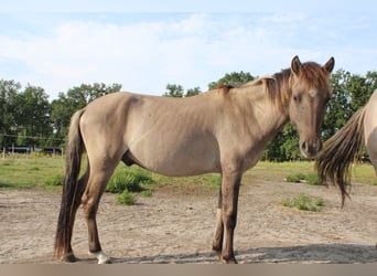 Konik dulmeński, Wałach, 3 lat, 135 cm, Bułana