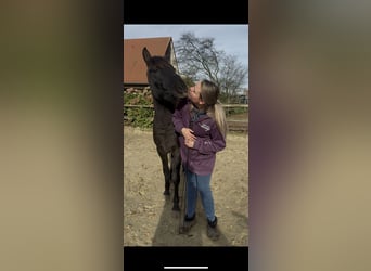 Konik dulmeński, Wałach, 3 lat, 137 cm, Grullo