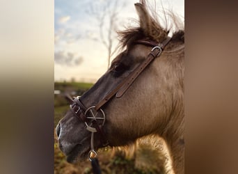 Konik, Étalon, 19 Ans